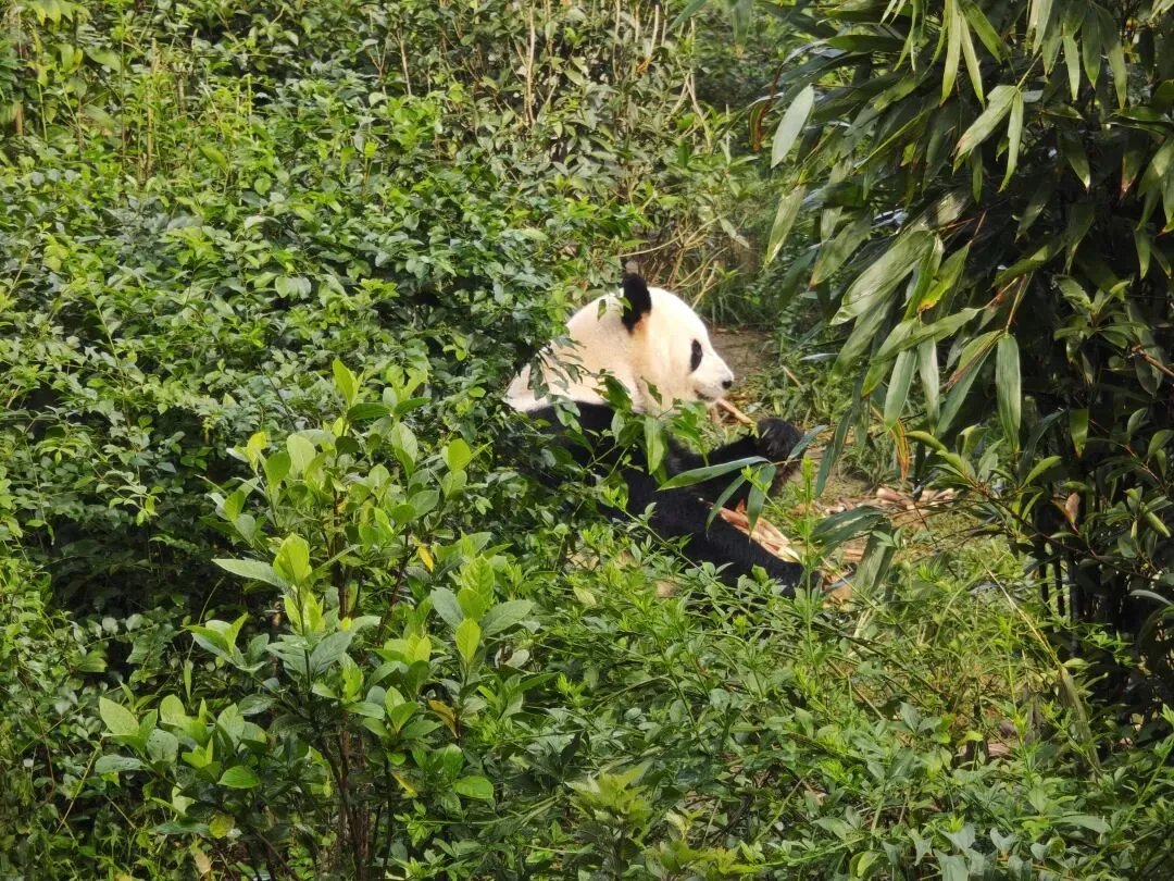 78岁的退休大妈,一个人旅游,曾经去过6个国家