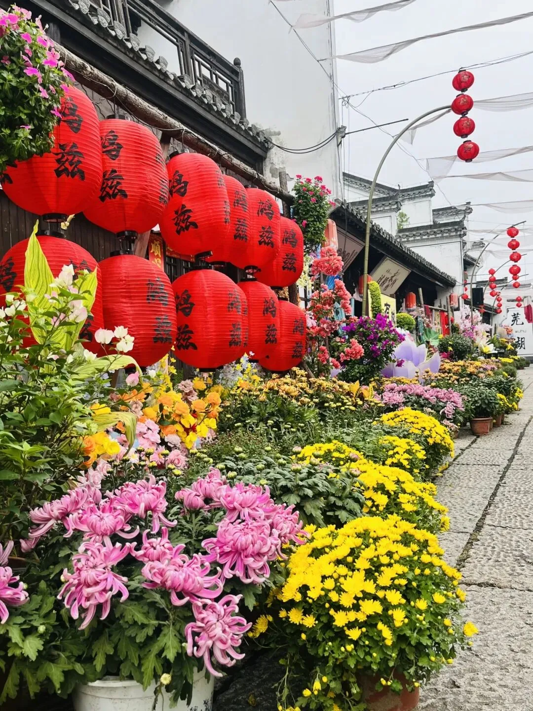十一芜湖旅游:去年没看够的菊花展又来了!(附赏花点)