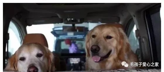 男子带柴犬自驾游,一路上太安静,回头一看:不太对劲