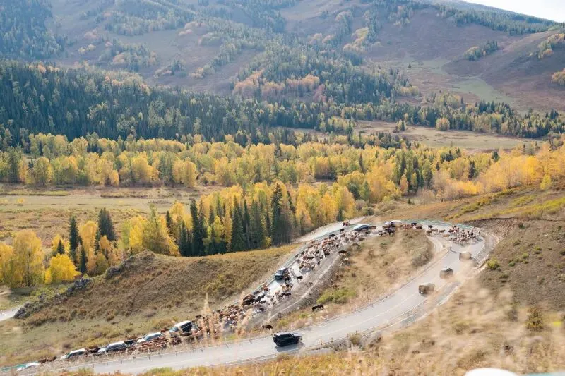 公路即风景 自驾即旅行 新疆网红公路带火金秋深度游