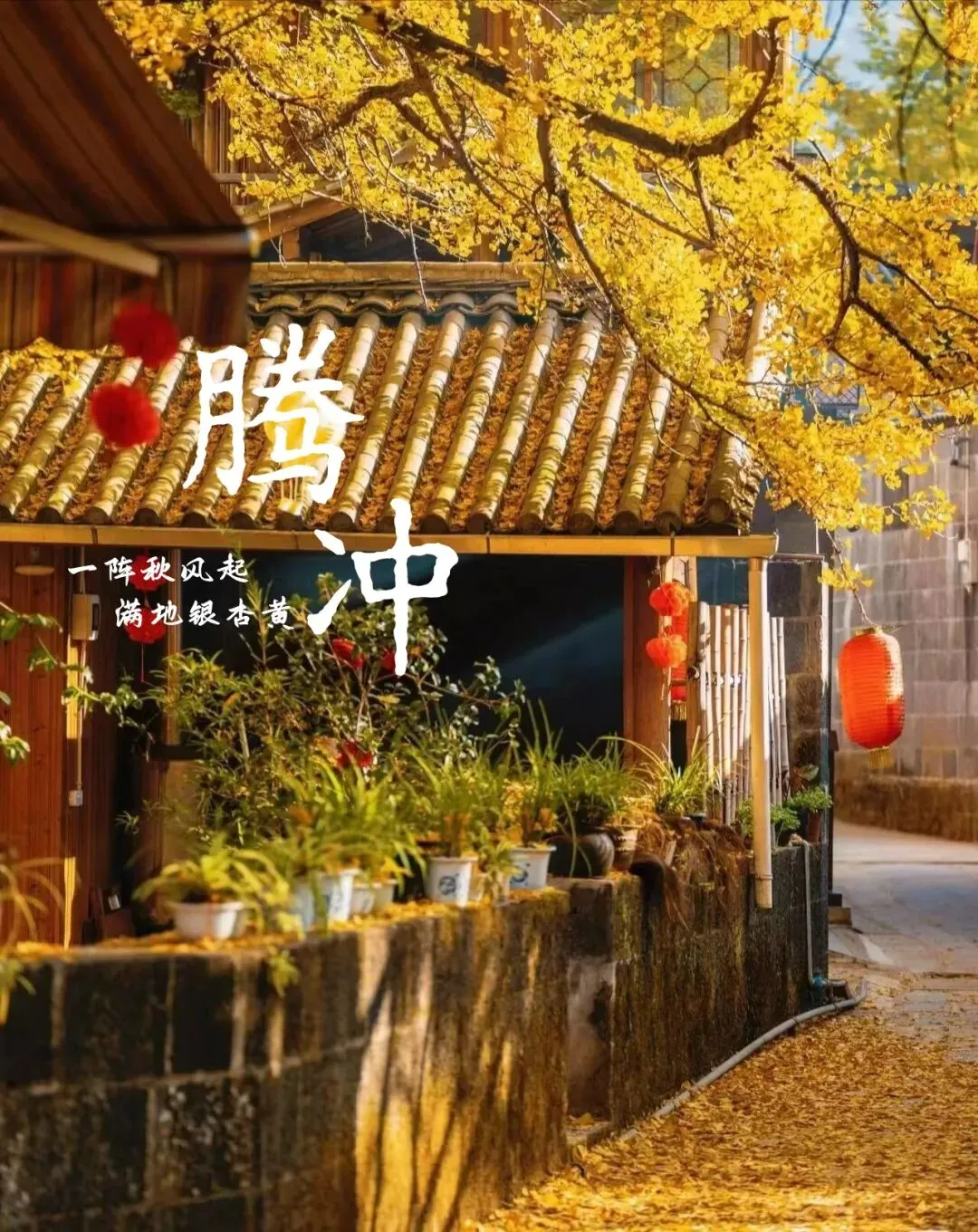 11.28大理集结云南滇西8日落地租车自驾游:【滇西秘境,银杏有约】大理-腾冲-瑞丽-芒市8日游
