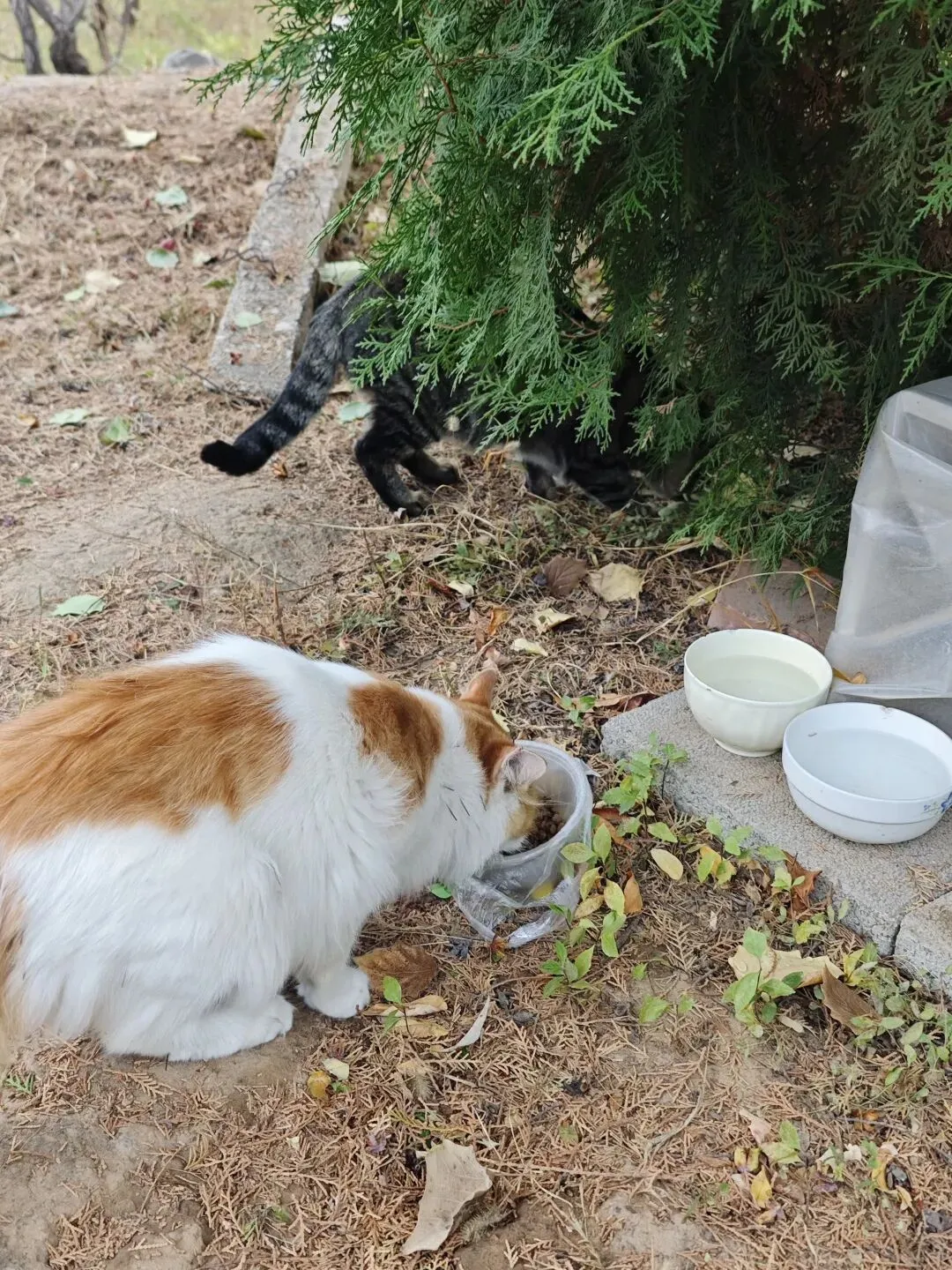 别人国庆外出旅游,我省下游玩的钱给流浪猫买粮,喂猫忘锁车,陪我七八年的老电动车竟然丢了