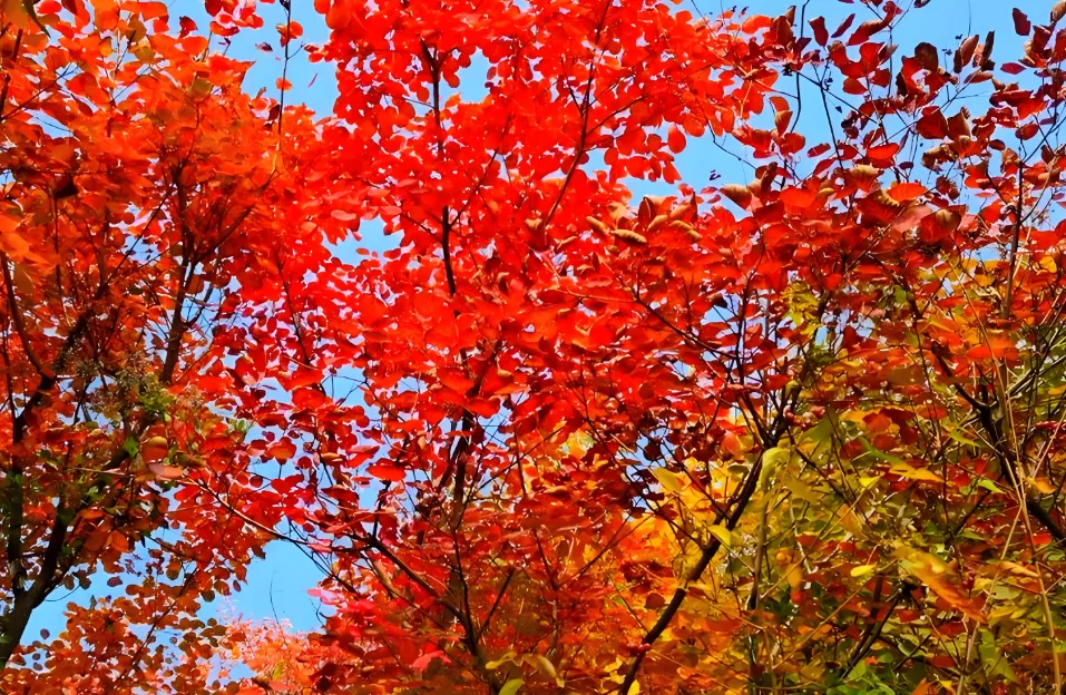 中国旅游适合10月份赏秋的十个红叶秘境,每一个都美不胜收!