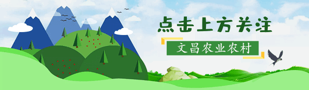 【椰乡沃土绘丰章】海南环岛旅游公路串起振兴路 木兰湾地瓜秋种孕育乡村新希望