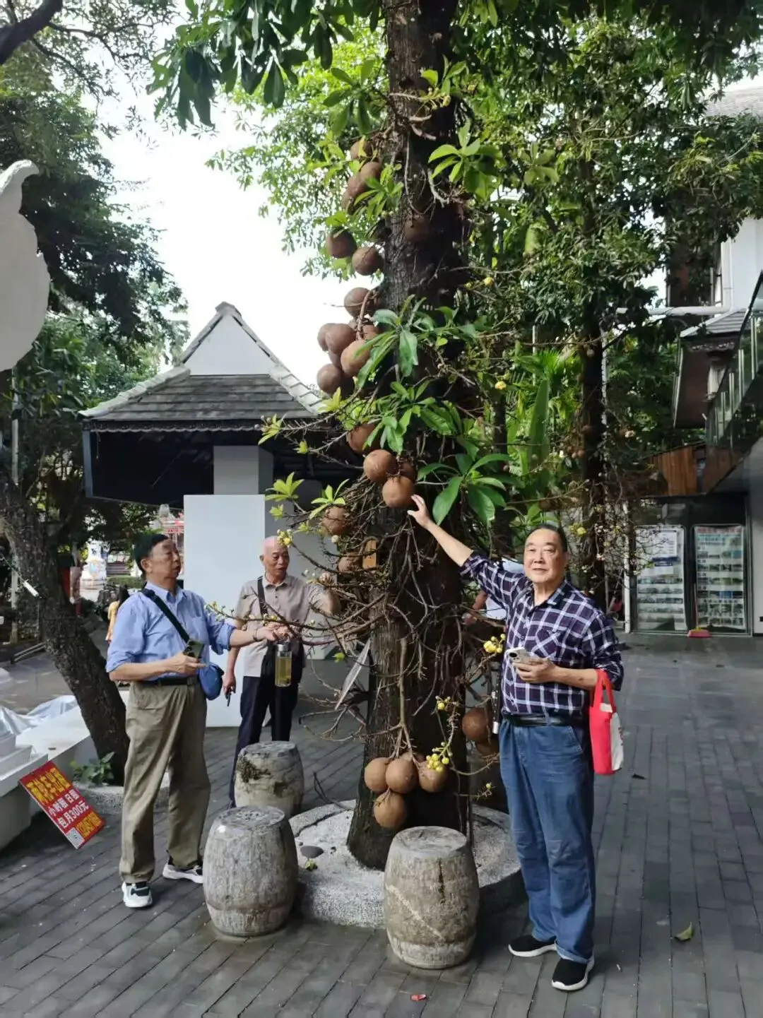 四老结伴自驾游之五:观雨林奇景,品玉溪碧玉