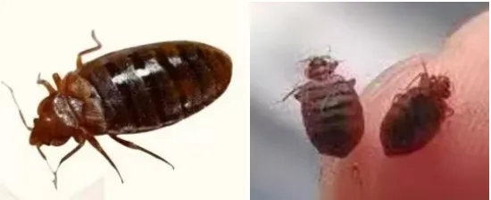 旅游回来被咬了?灭跳蚤,灭床虱/臭虫的方法来咯!