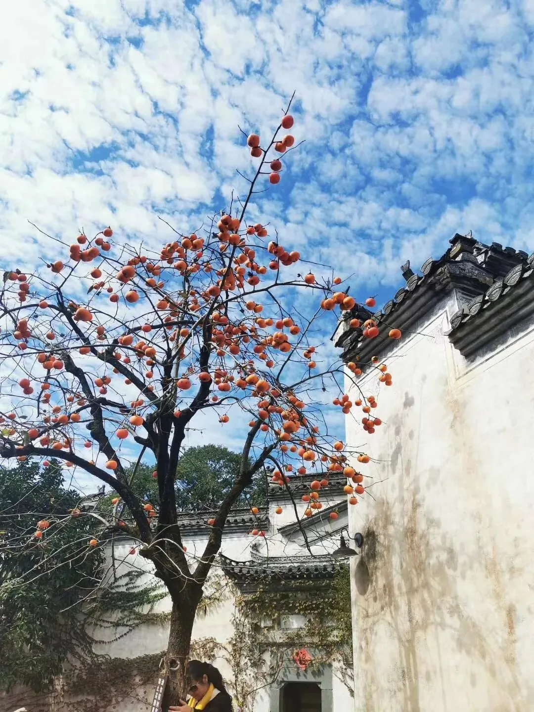 中国最美乡村—婺源旅游攻略
