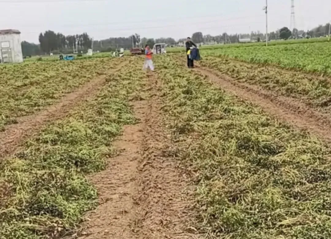 你还在朋友圈晒旅游照?名古屋银牌得主李春辉,回国第一件事,是回村帮爷奶掰苞米,你爹妈正顶着40度在地里翻花生