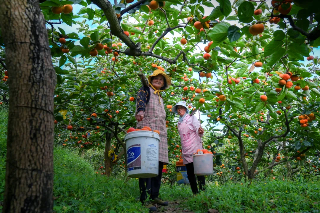 蒲缥甜柿文化旅游活动向你发出邀请函→
