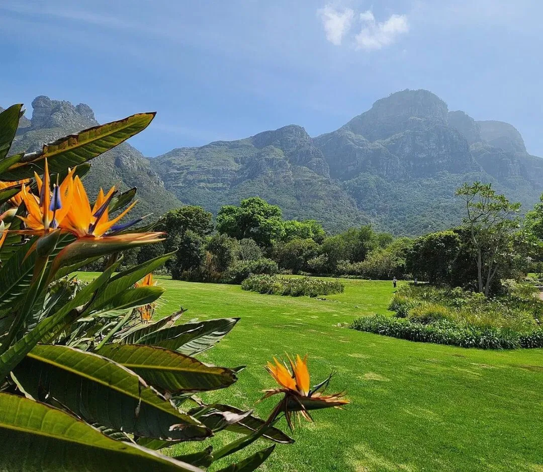 畅游南非⑬|康斯坦博西国家植物园旅游攻略:在桌山脚下走进南非植物世界
