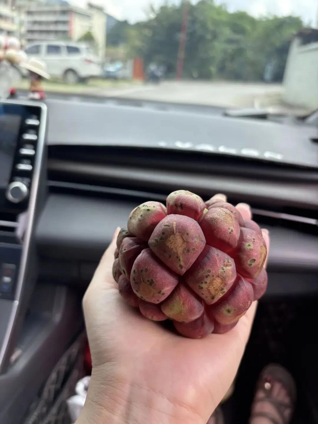 自驾游到广西来宾偶遇老虎果,据说黑老虎是水果也是药?