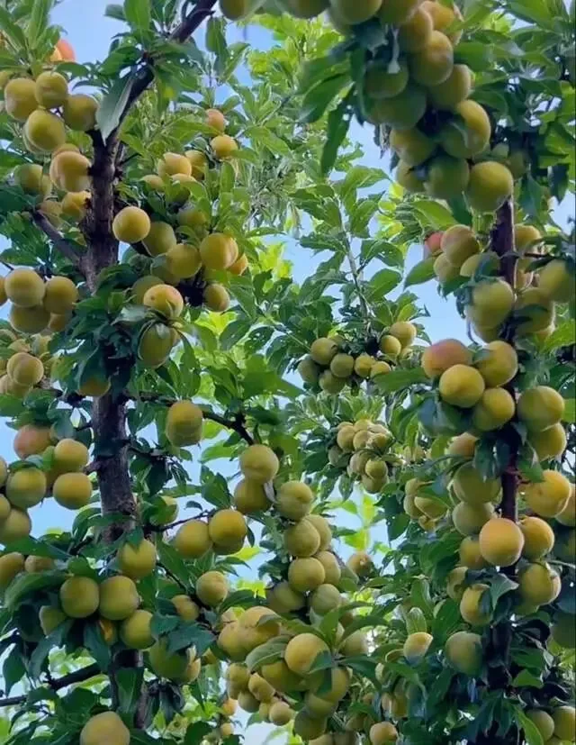 旅游带来什么坏处与影响