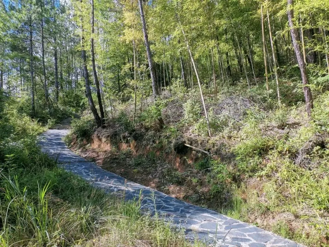 自驾炎陵游|酃峰的竹林与山林风光