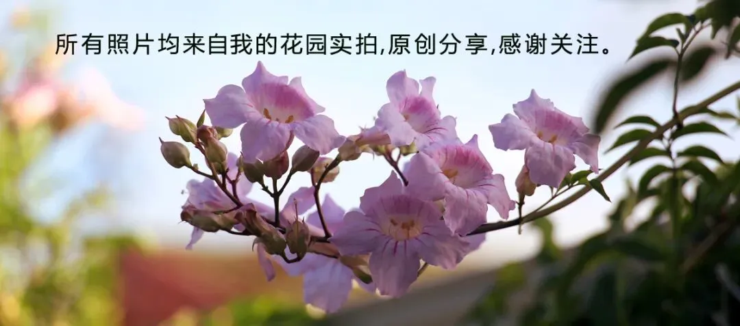 有个这么美的花园,谁还花钱出门旅游啊