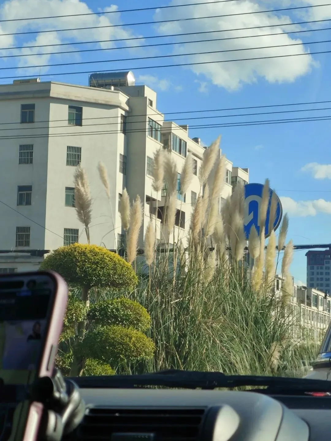 旅游就是四处喂猫