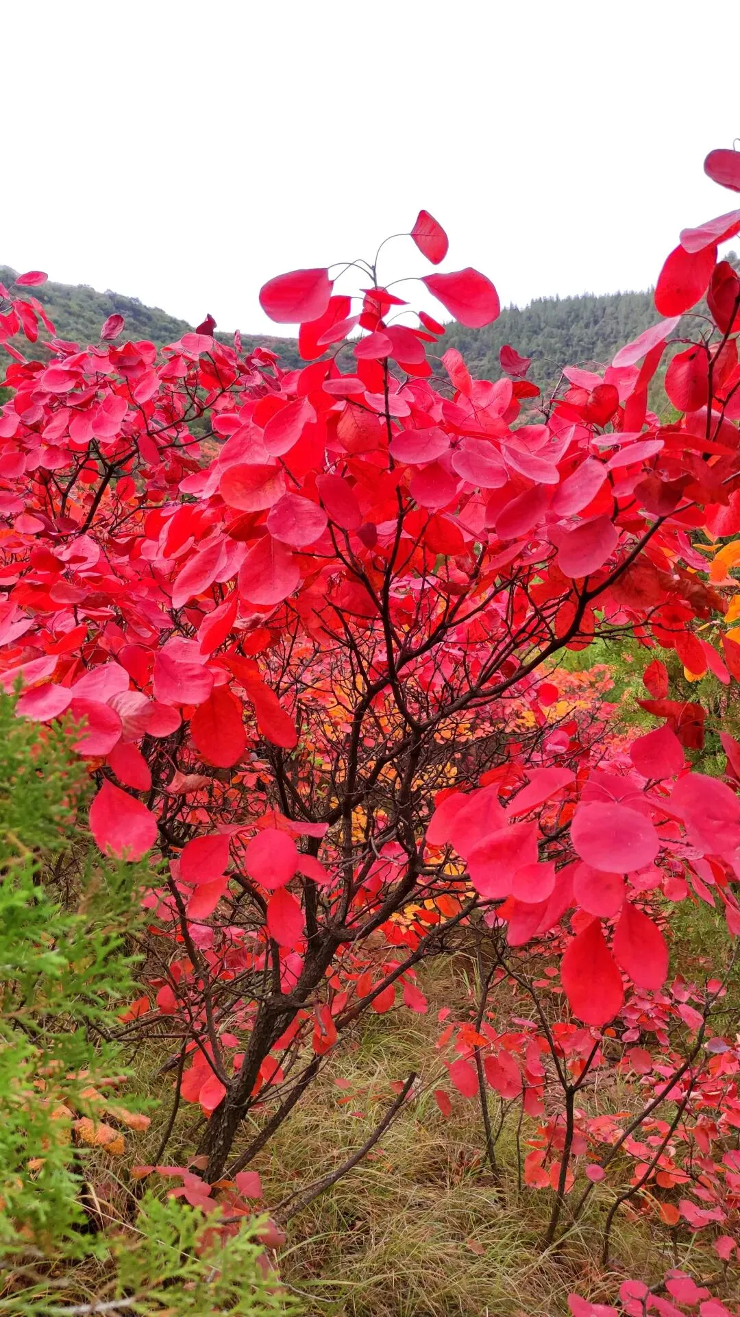 禹州鸠山红叶季旅游攻略