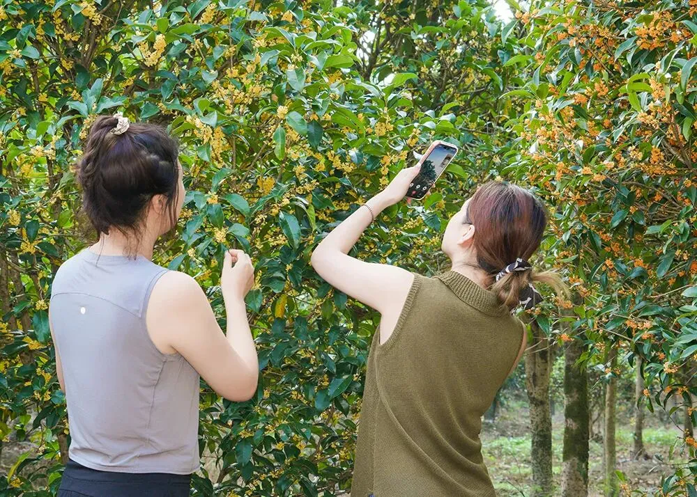 金华安地十里桂花长廊秋季游玩指南:赴一场桂香与美食的秋日之约