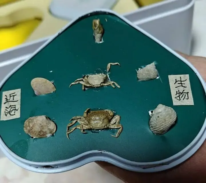 一天一故事:八旬老人热爱生活,经常旅游捡拾东西创意收藏