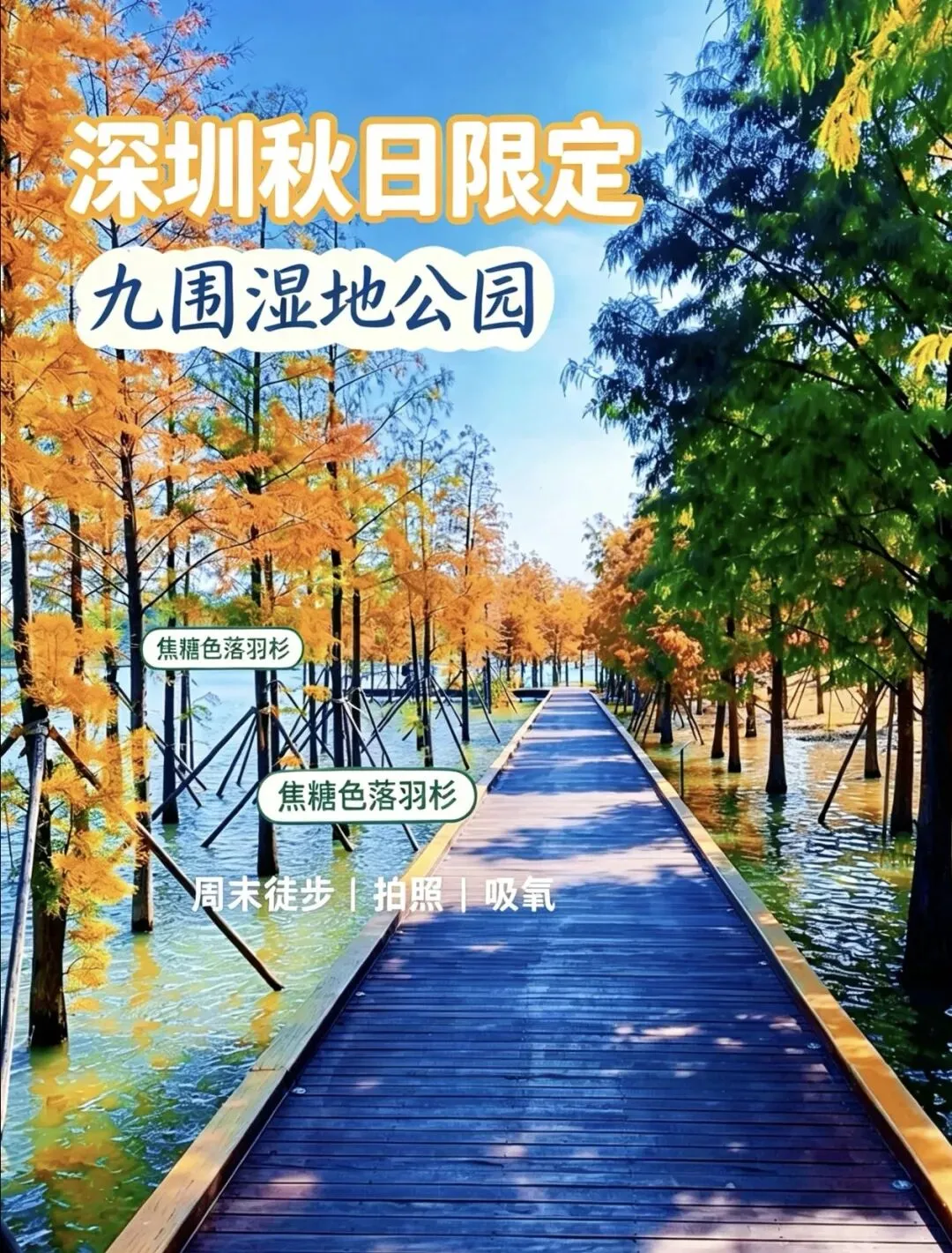 落羽衫+徒步绿道!九围湿地公园游玩攻略来了