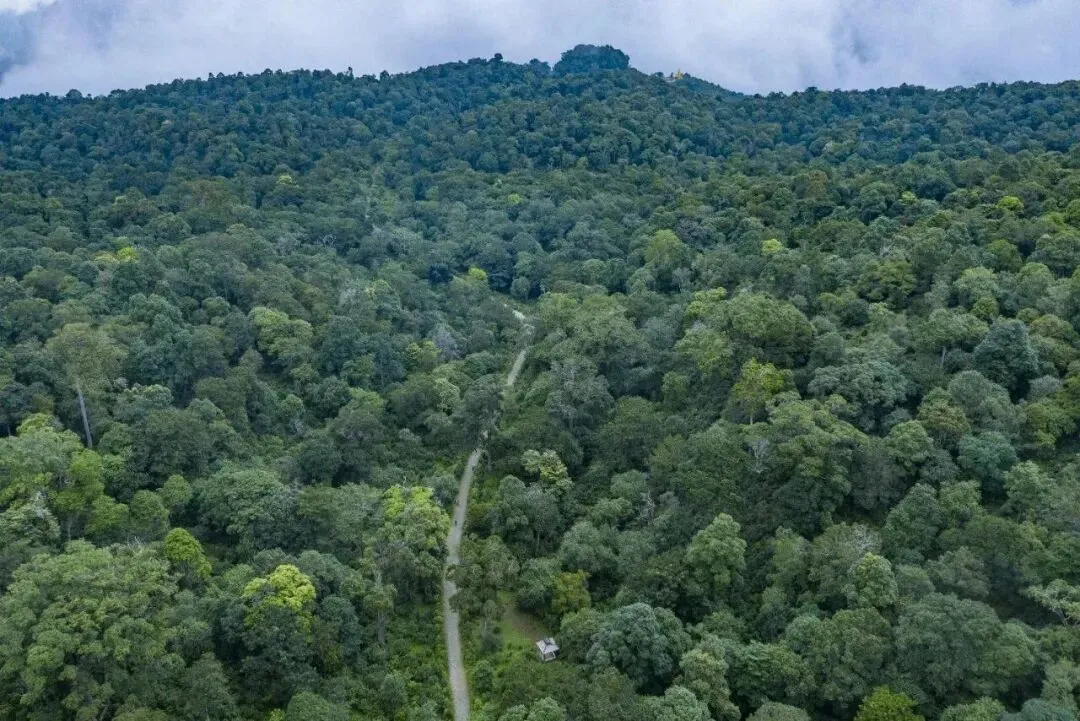 【普洱景迈山游玩攻略大全】茶山云海秘境,糯干翁基古寨特色民宿,在地生活体验,澜沧老达保村快乐拉祜篝火晚会,开启云上生活探索之旅!
