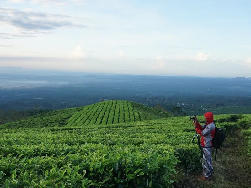 旅行指南 | 赴一场茶山之约,泗水4个小众茶园,解锁自然慢时光