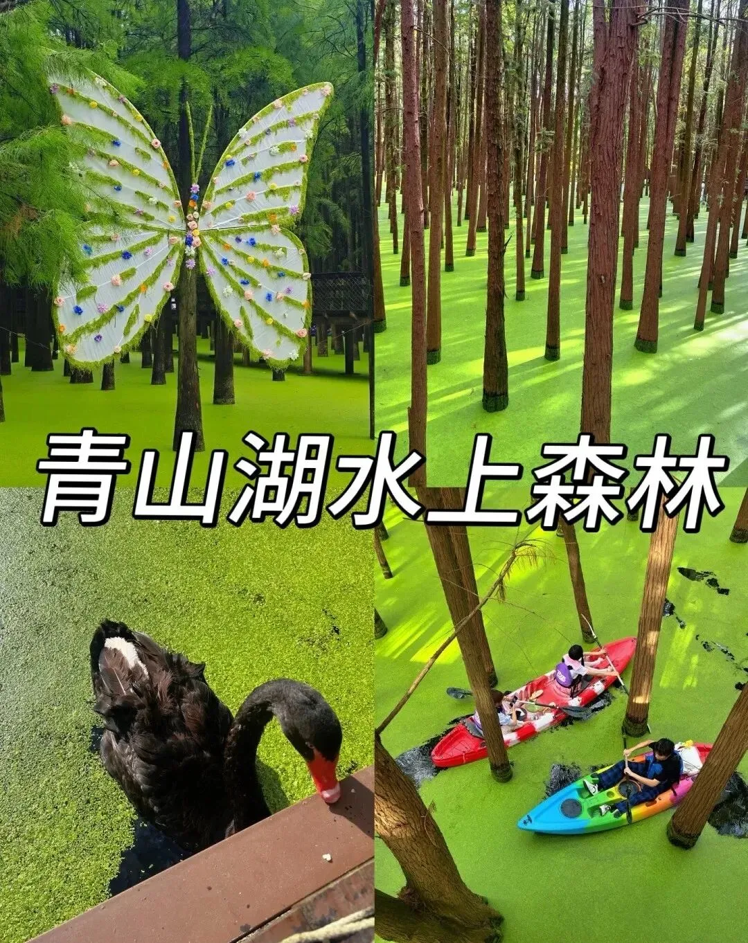 10月自驾游必看!江浙沪绝美5条水杉路线,堪比大西北,不用人挤人!