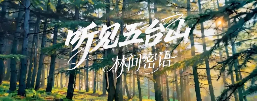省文化和旅游厅推介五台山 | 听见五台山·林间密语 | 来五台山听一场林间交响