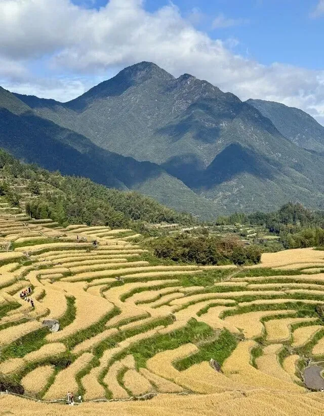 「金色童话」浙江丽水 · 云和梯田秋游旅行攻略|千年梯田+云海日出+万层稻浪,一场为了秋天的奔赴!