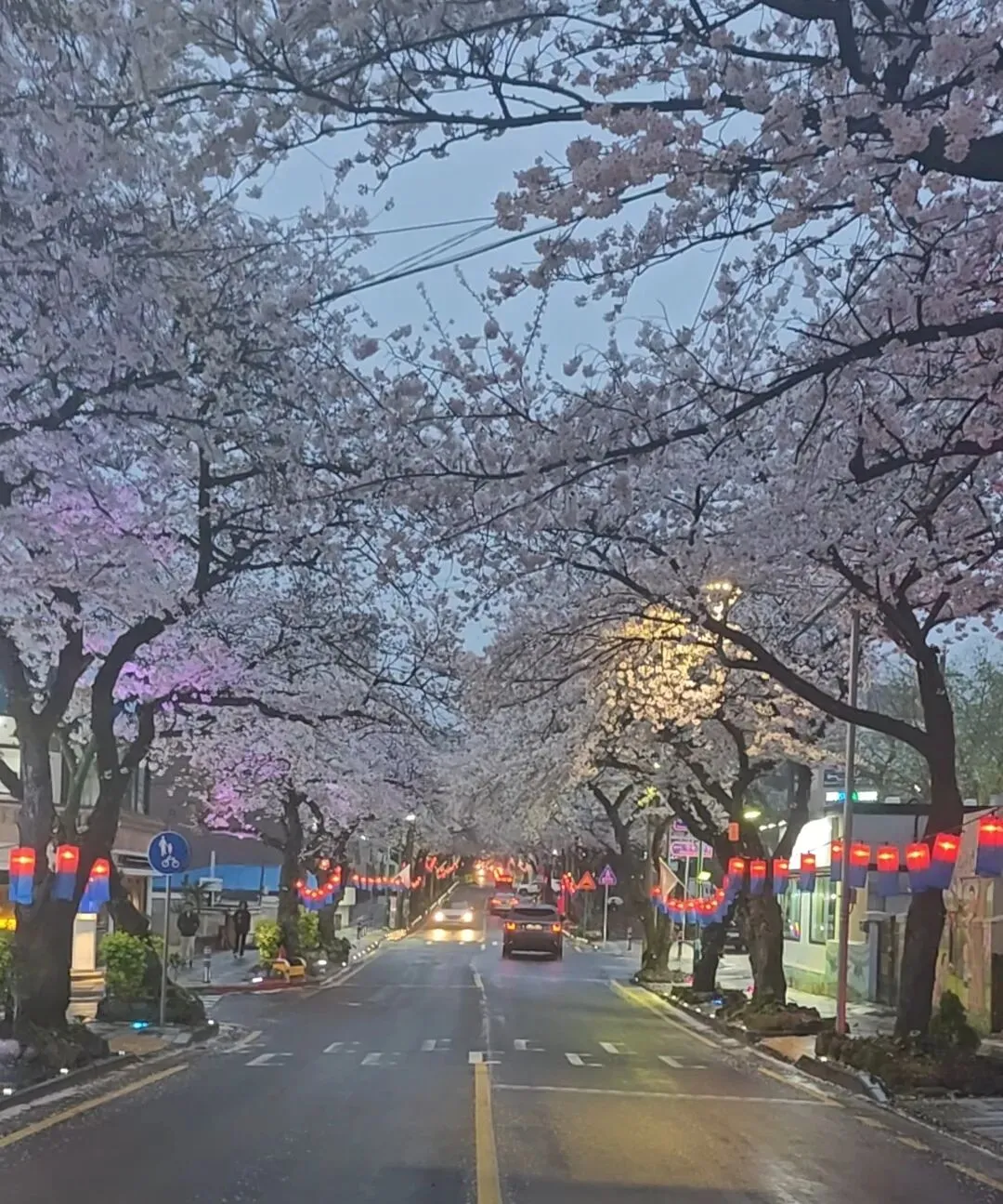 旅行攻略3:济州岛3天2晚攻略(赏樱季)