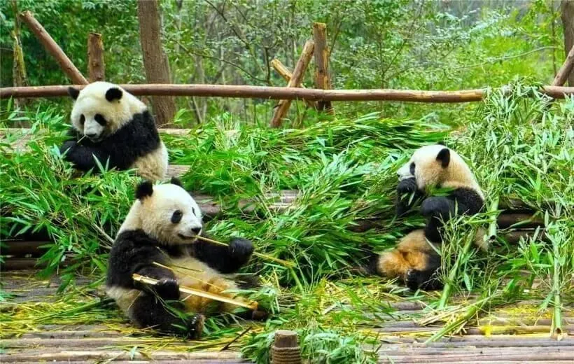 成都大熊猫繁育研究基地旅游攻略:走进熊猫的世界,赴一场与国宝的可爱约会
