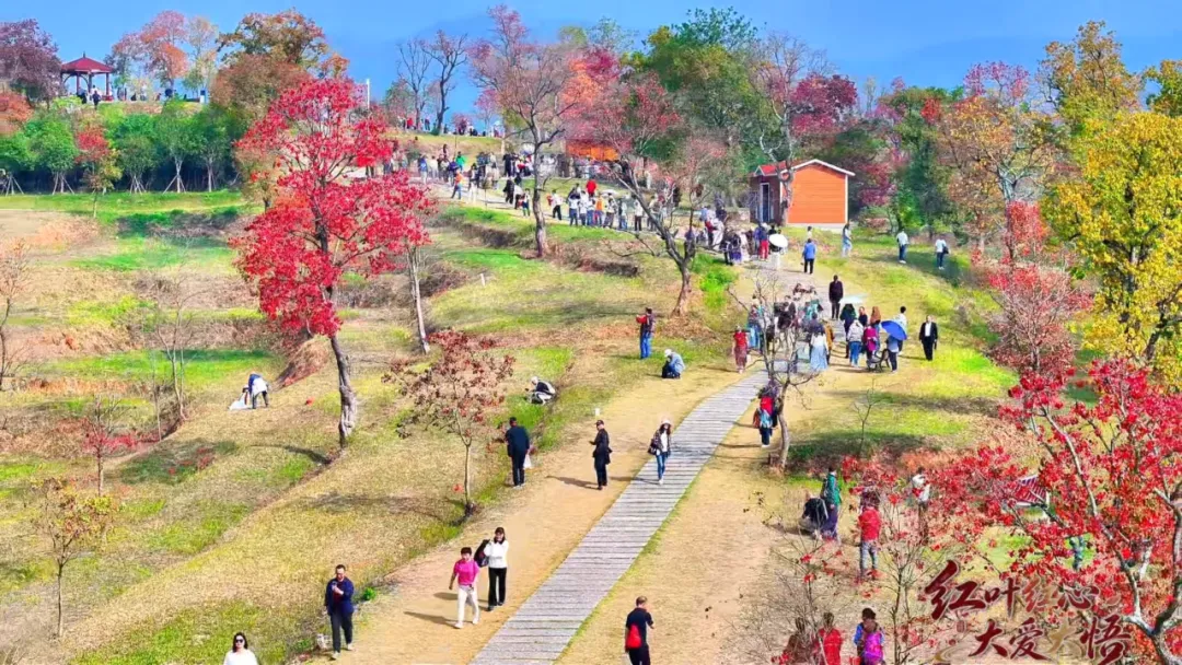 红叶季怎么玩?大悟红叶景区游玩攻略请查收