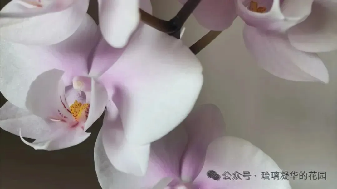 这种西安特色美食,旅游攻略上根本找不到