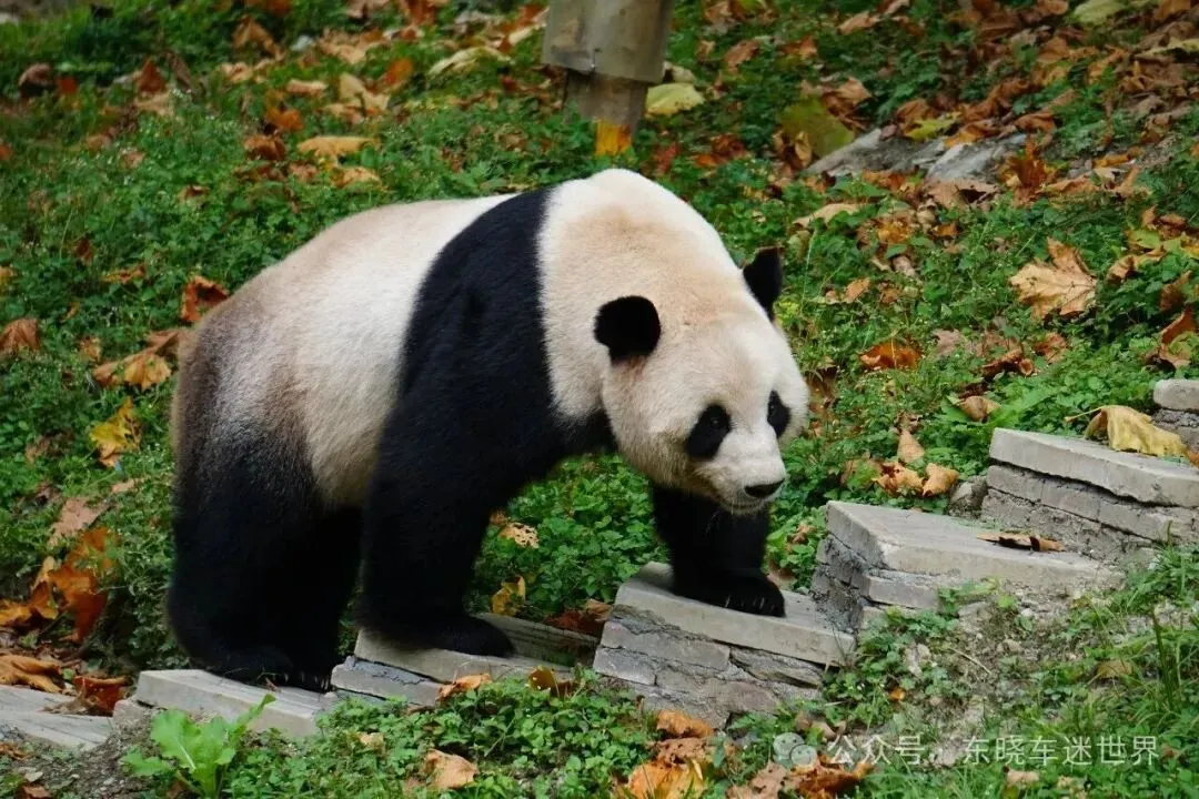 【自驾游记】自驾四川中国卧龙大熊猫基地游记