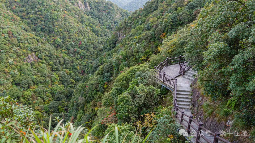 千年苏铁王|青秀山旅行攻略