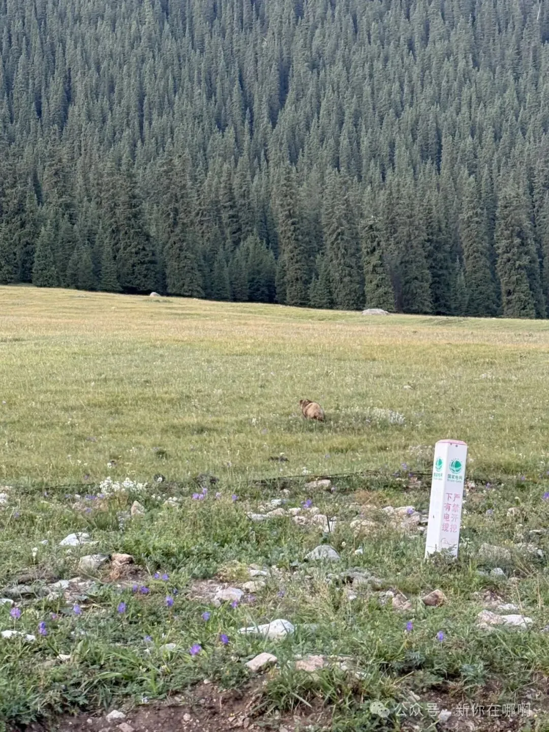 新疆伊犁自驾游记 | DAY4 清早游玩美丽的夏塔,下午逛特克斯八卦城