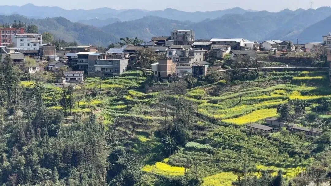 【自驾游】罗平油菜花海 金鸡峰丛 牛街螺丝田 马街梯田花海