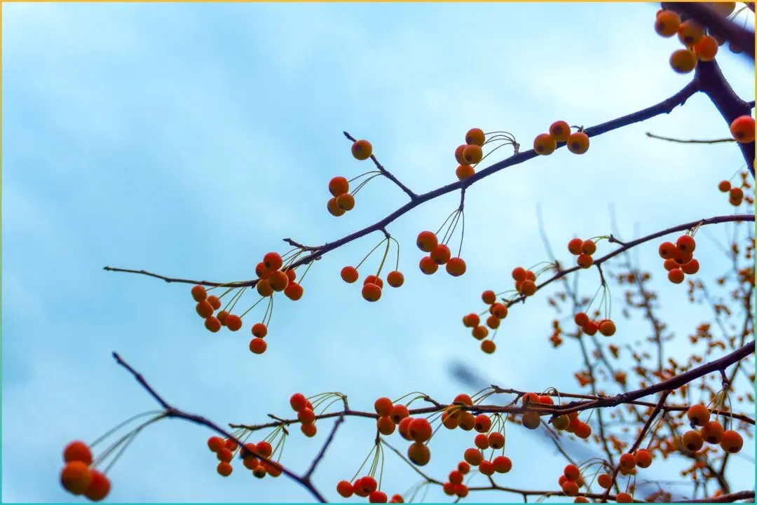 自驾游必推!云南自驾游惊喜福利!11月滇西最美免费景点,看遍苍山洱海和金黄银杏!