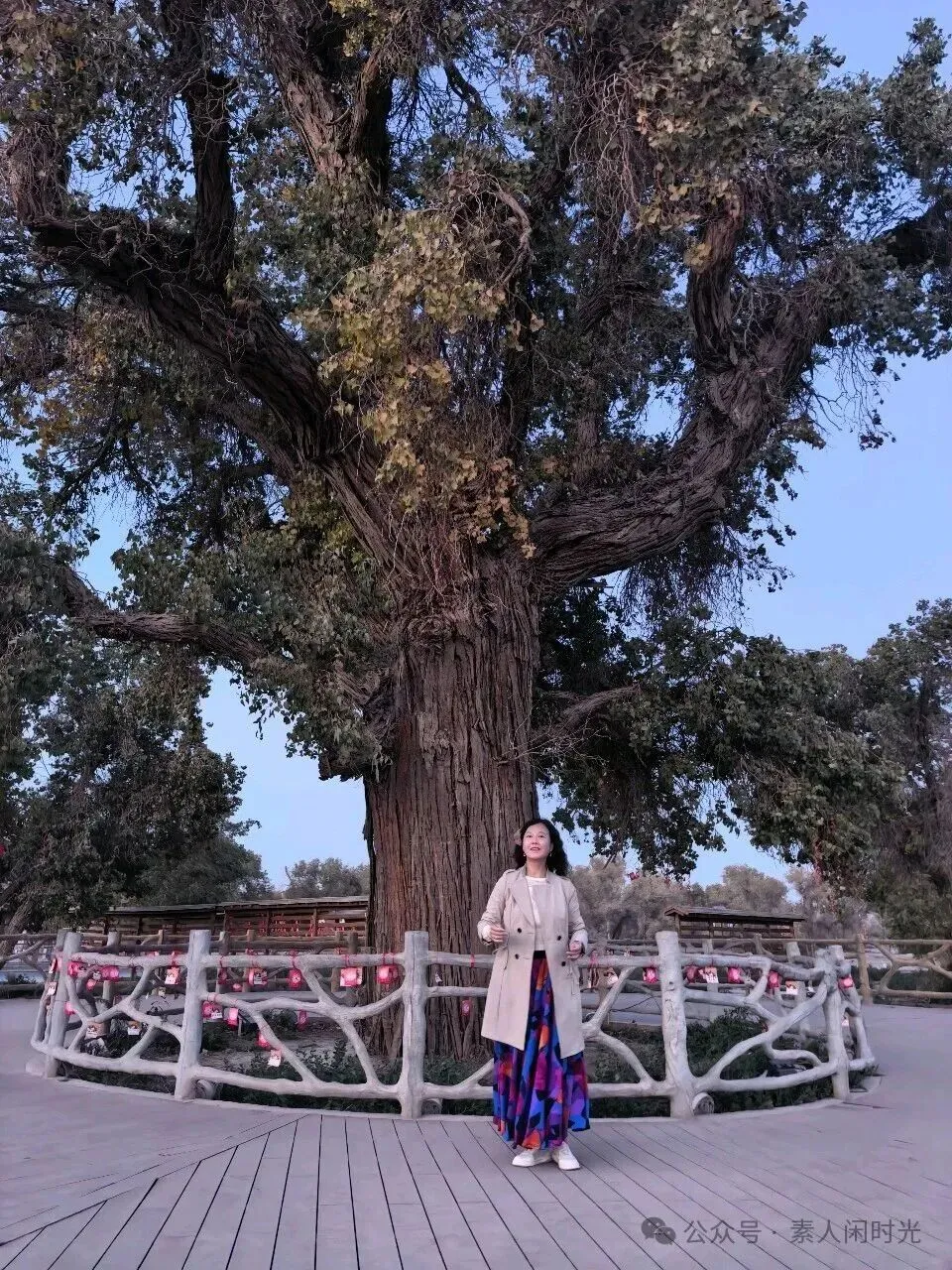 旅游也要学知识——同一片胡杨林,为什么有的黄有的绿?