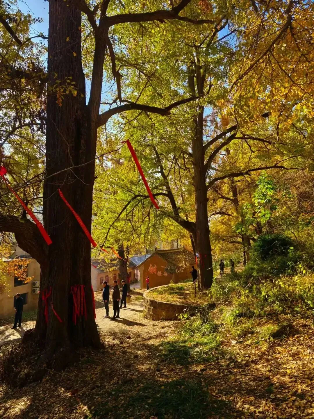 长葛鸿雁自驾游 || 10月31-11月1日 | 两天一晚伏牛自驾,串起文殊寺 、云岩寺 、五马寺,穿行白云天路,赏古寺金秋!
