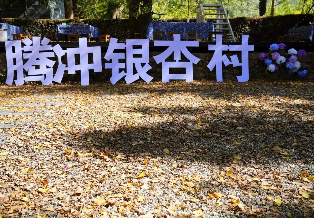 【游玩攻略】腾冲银杏村:一年只黄二十来天, 这份动线攻略请提前存好