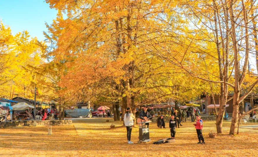 接下来的一个月,腾冲银杏村最佳旅游时间!一年只美20多天,你准备好了吗?