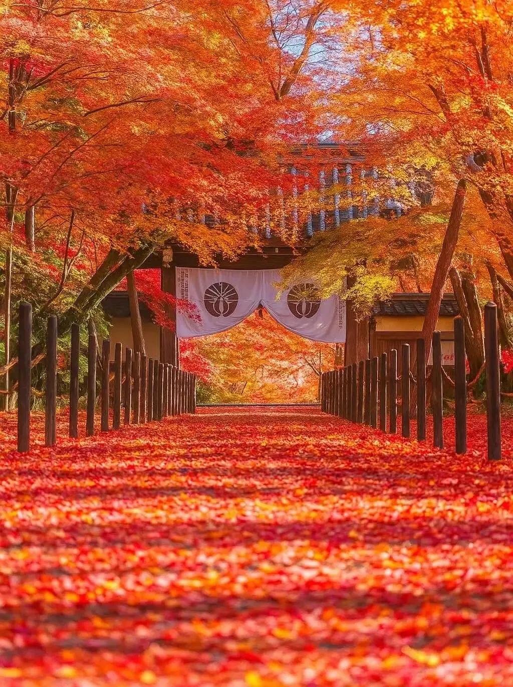旅游|2026日本赏枫臻享之旅~5大赏枫圣地,温泉+美食8日游