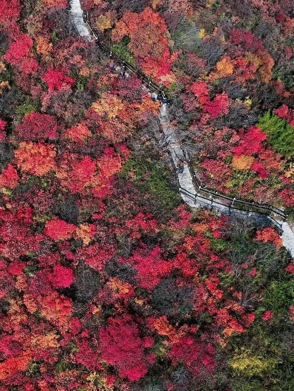 长葛鸿雁旅游·自发团有余位 || 11月1号(周日)焦作窄门长岭徒步,独享漫山 “枫” 情一日活动