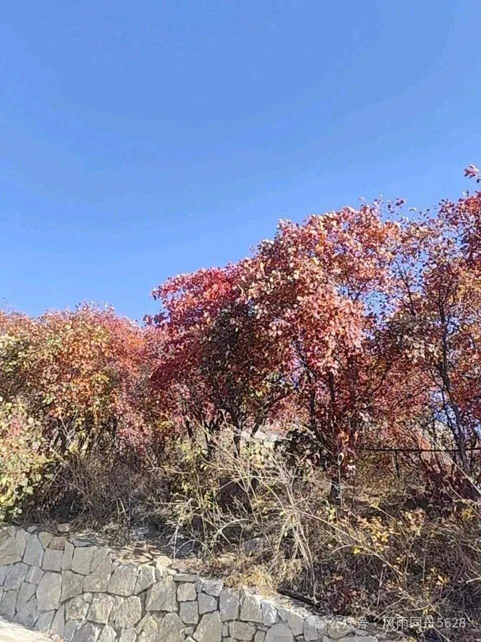 鲁中秋色|红叶柿岩两日自驾游记