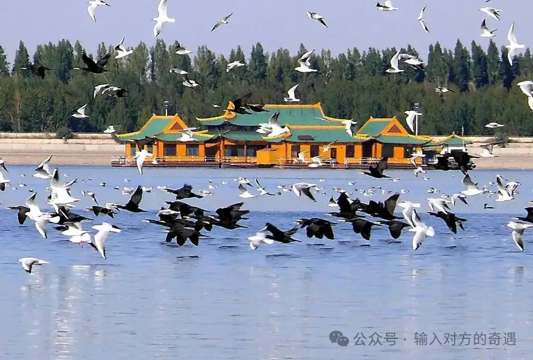 五家渠市旅游攻略|近郊花海、湿地休闲、懒人短途圣地