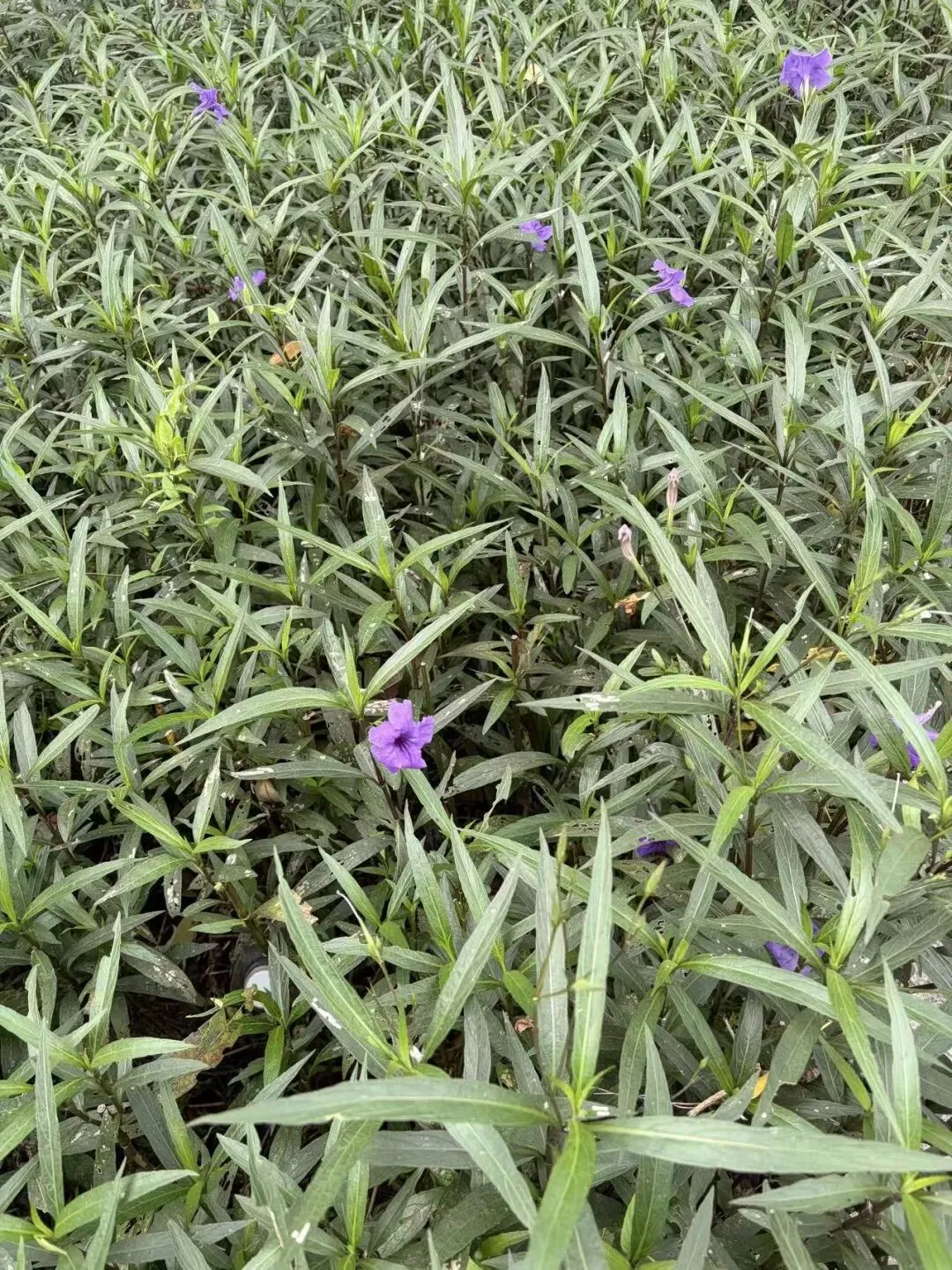 炒花蛤·古典版~弋扬歌诗