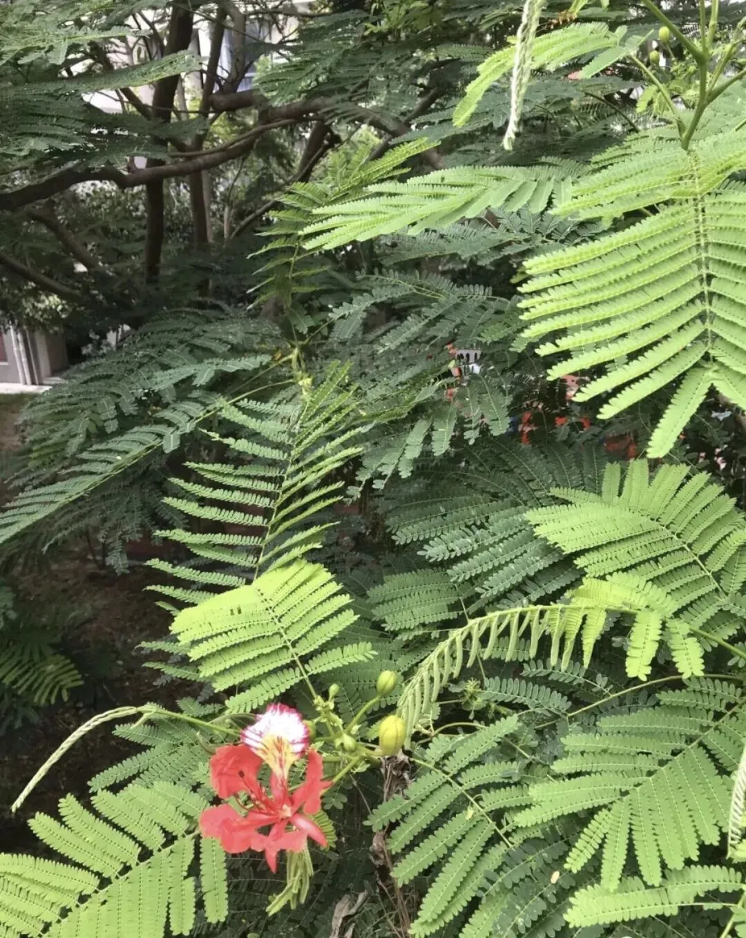 追忆~弋扬歌诗