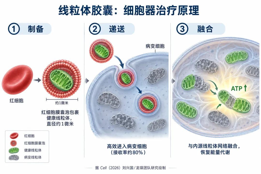 线粒体胶囊与＂细胞器治疗＂深度分析报告