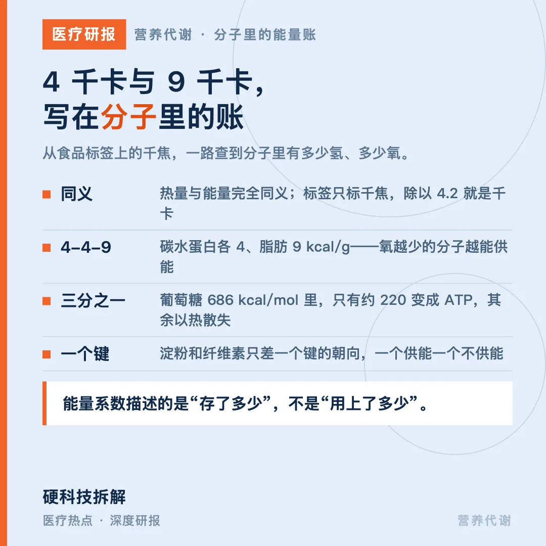 【医疗研报 · 营养代谢 · 篇一】4 千卡与 9 千卡:写在分子里的能量账