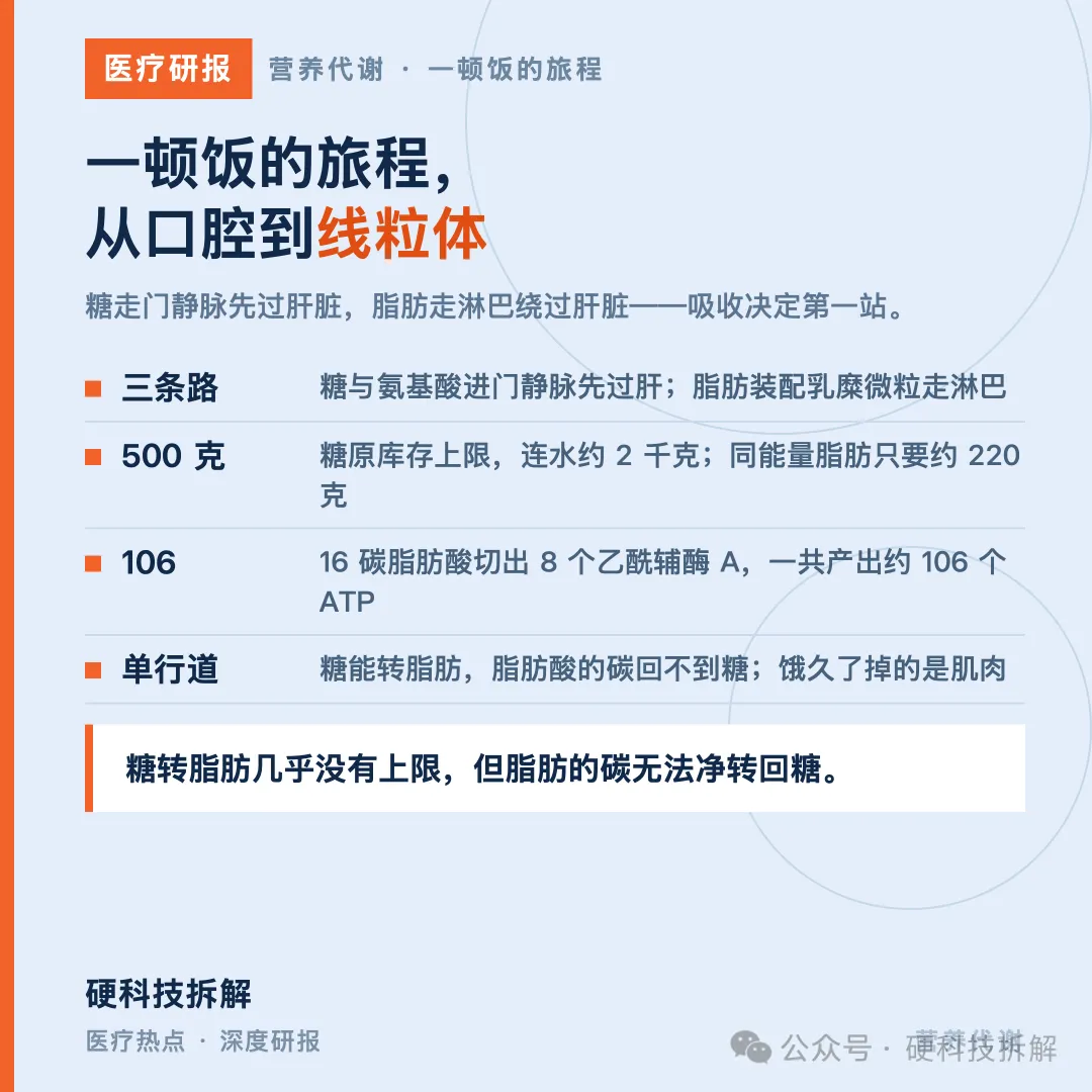 【医疗研报 · 营养代谢 · 篇二】一顿饭的旅程:从口腔到线粒体